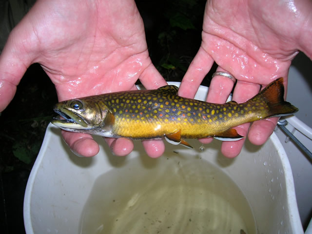 Eastern Brook Trout