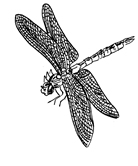 Dragonfly+drawing