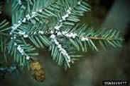 Hemlock woolly adelgid