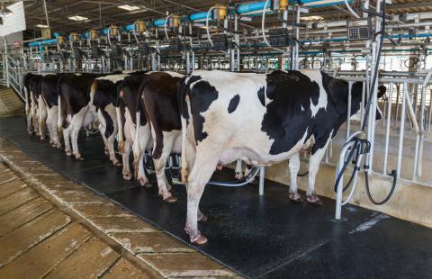 Cows in milking parlor.