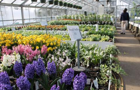 Picture of a commercial greenhouse with hycinth plants in the foreground.