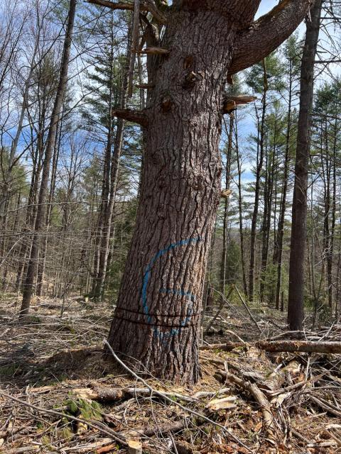 Girdled Eastern Pine Tree in a forest on a clear day