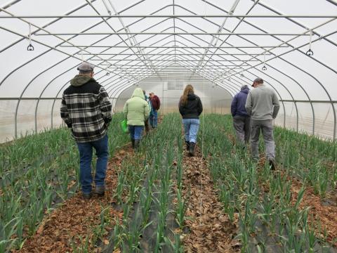 Farmers walk in greenhouse