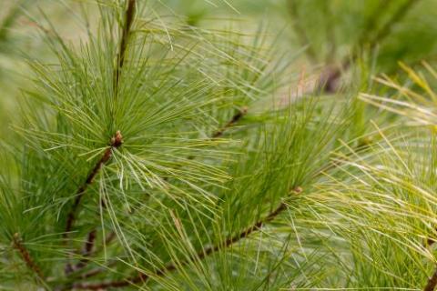 White Pine needles