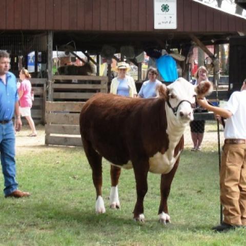 Everything to Know about 4-H at the Stratham Fair '17