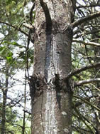 pine canker