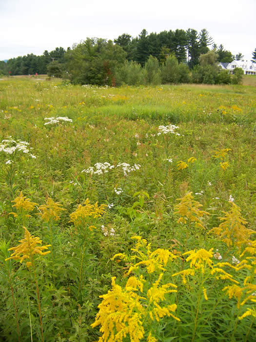 field with wildflowers