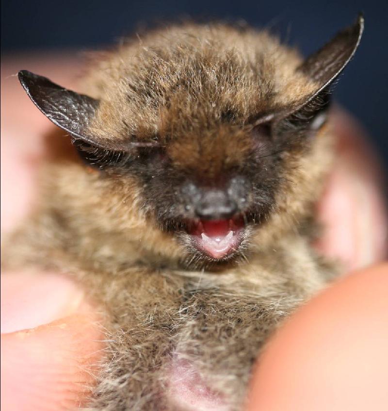 Small footed bat