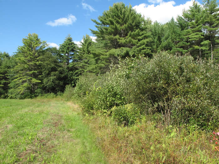 shrubby field edge
