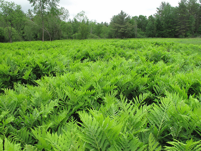 field with ferns
