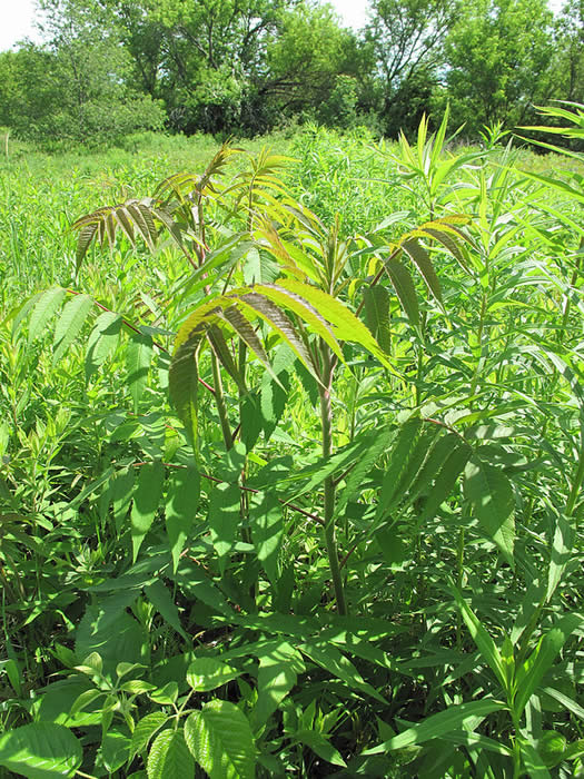 sumac in field