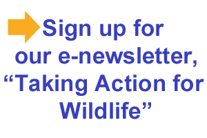 Newsletter signup