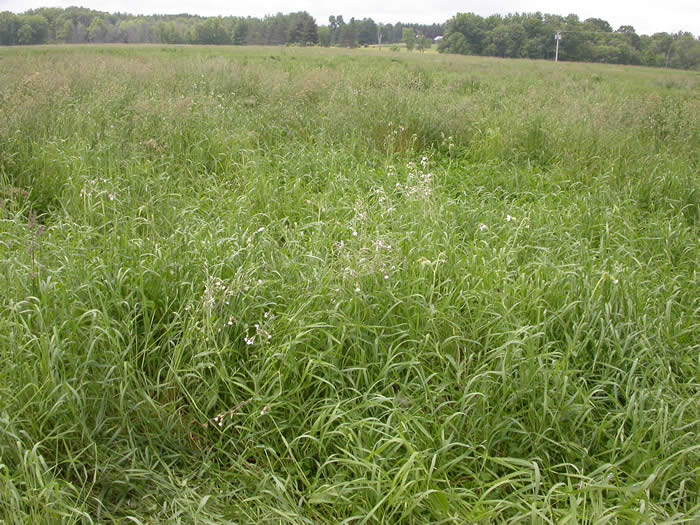 grassland habitat