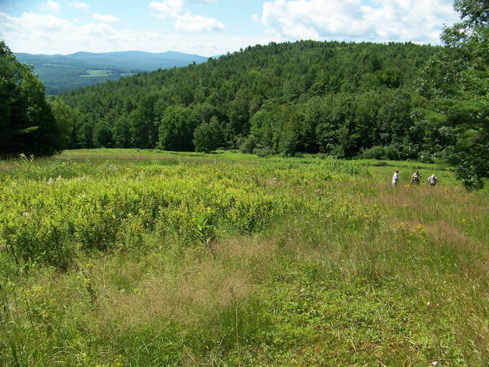field with delayed mowing