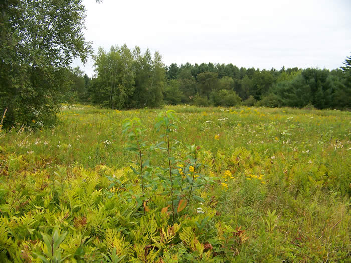 field