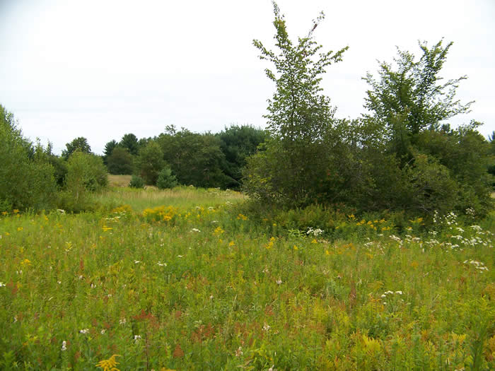grassland with wildflowers