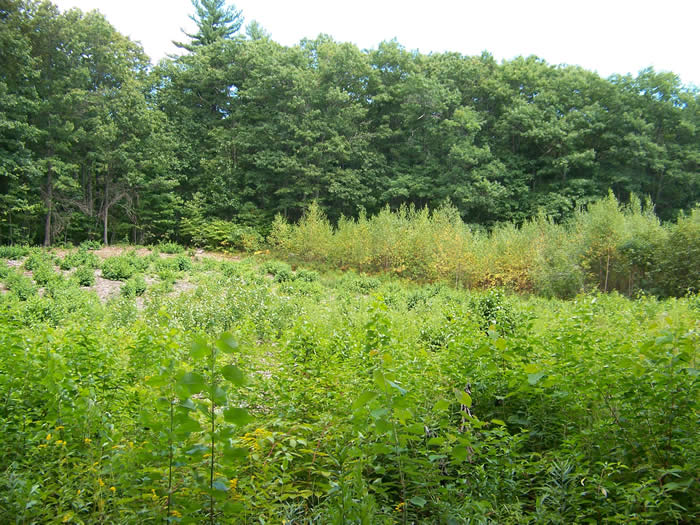 young forest habitat