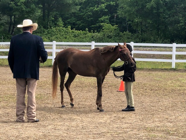 NH 4-H Hippology and Horse Judging Contest