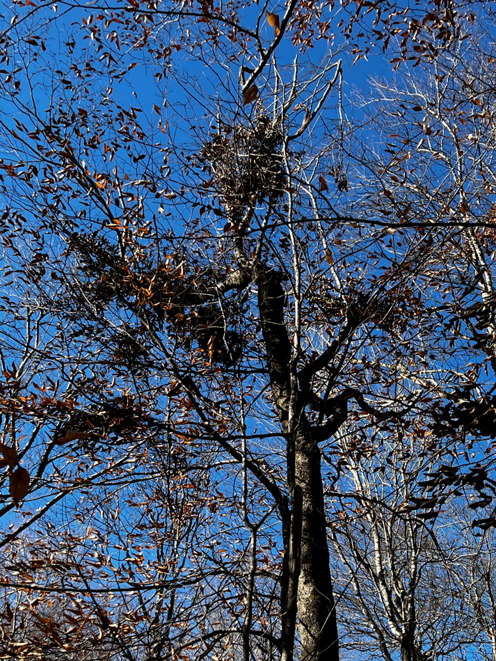 Bear Nests in Old Growth Tree