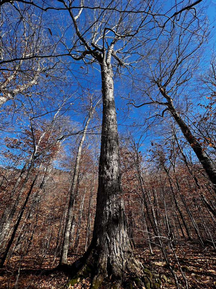 Sugar Maple in an Old Growth Forest