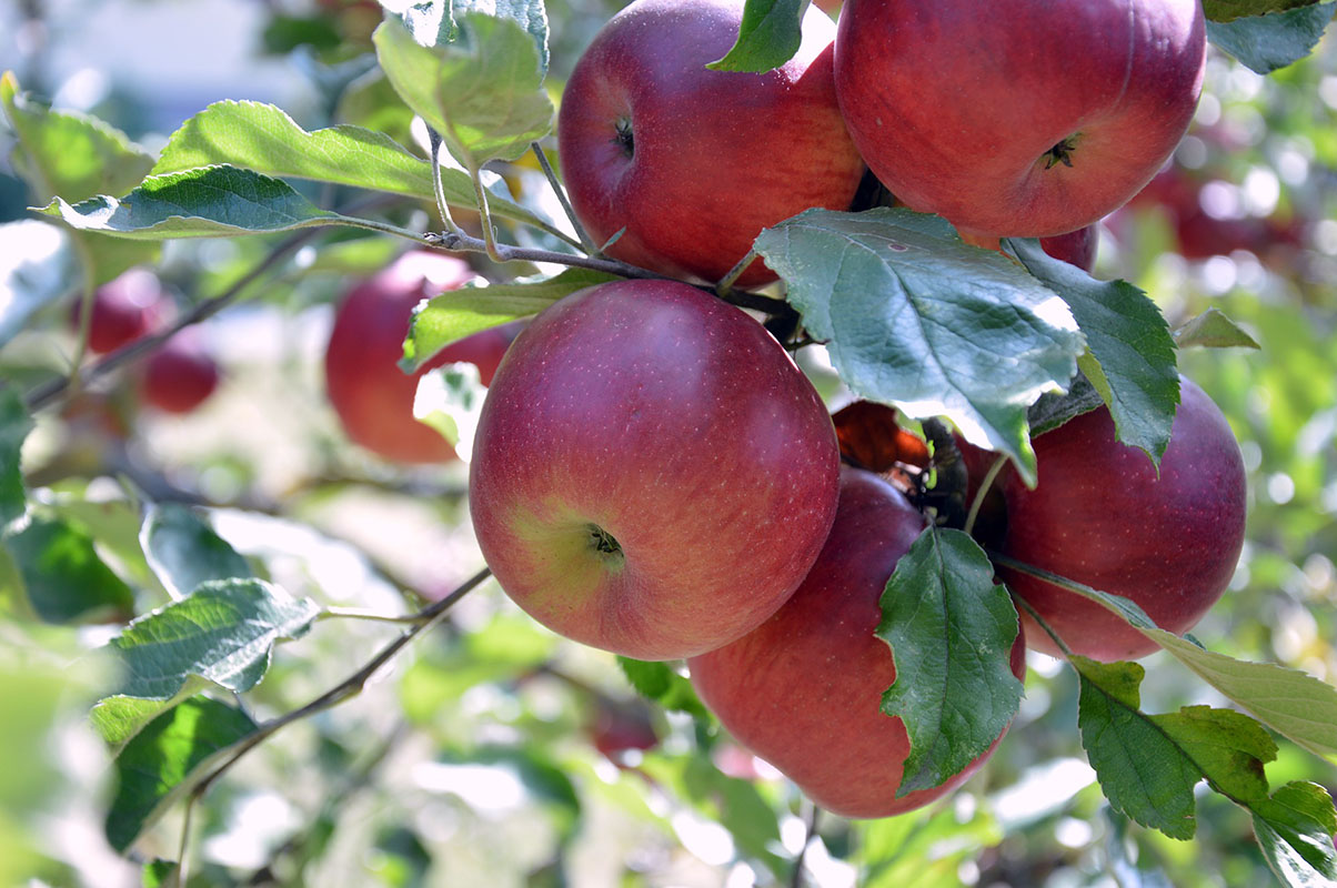 Tree Fruit Twilight Meeting  | Stone Mountain Farm