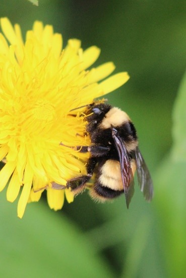 Bombus terricola