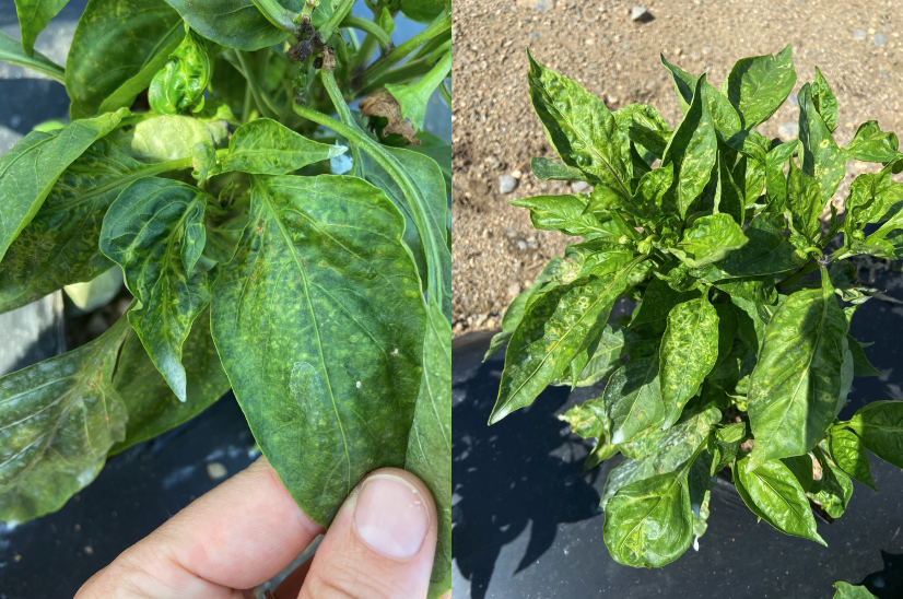 TSWV symptoms on pepper