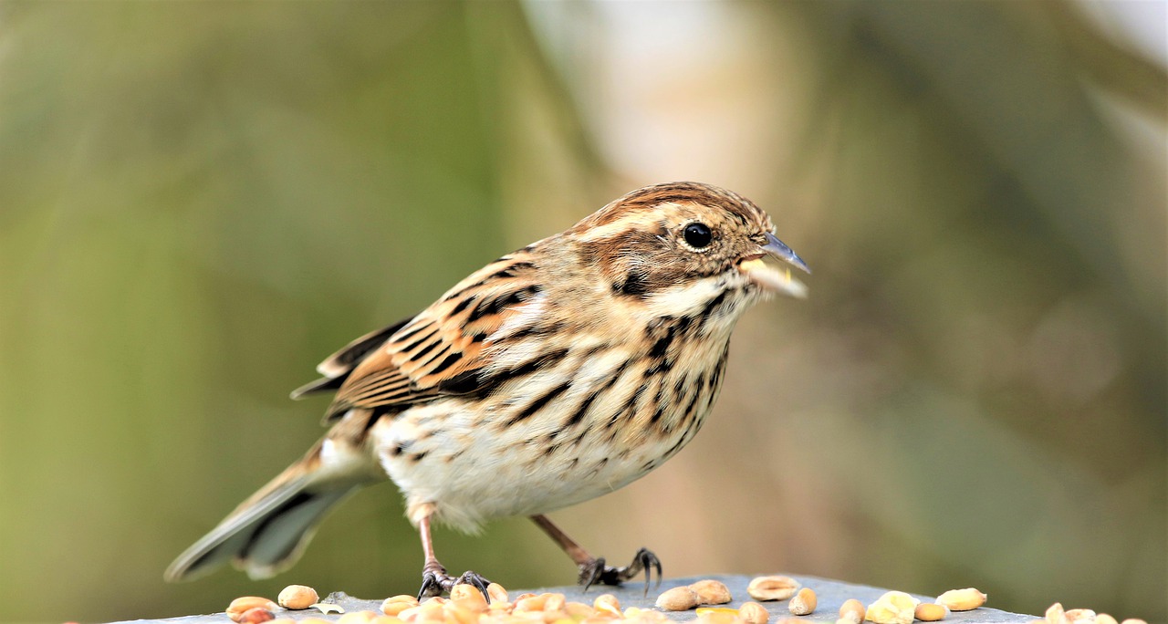 WAITLIST - Guided Birding in Old-field, Wetland, and Forest Habitats