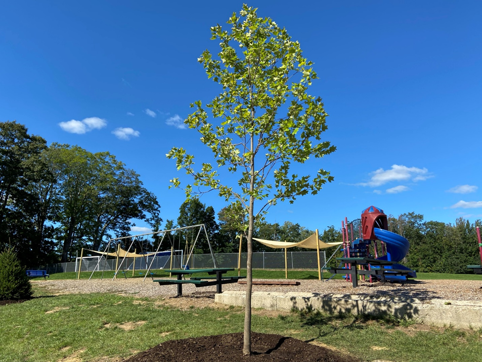 tulip-poplar planted at a New Hampshire school by UNH Extension and NH Division of Forests and Lands