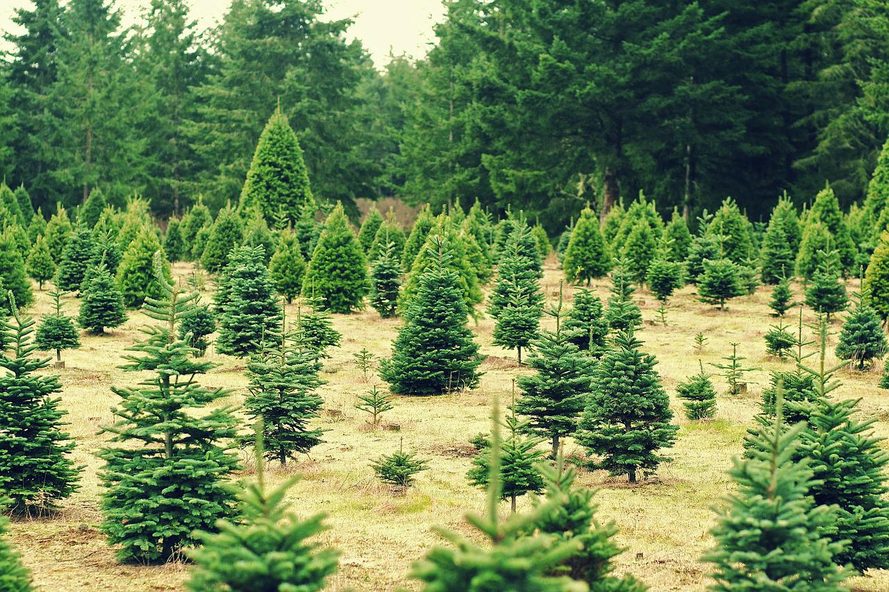 Learn How to Plant Christmas Trees