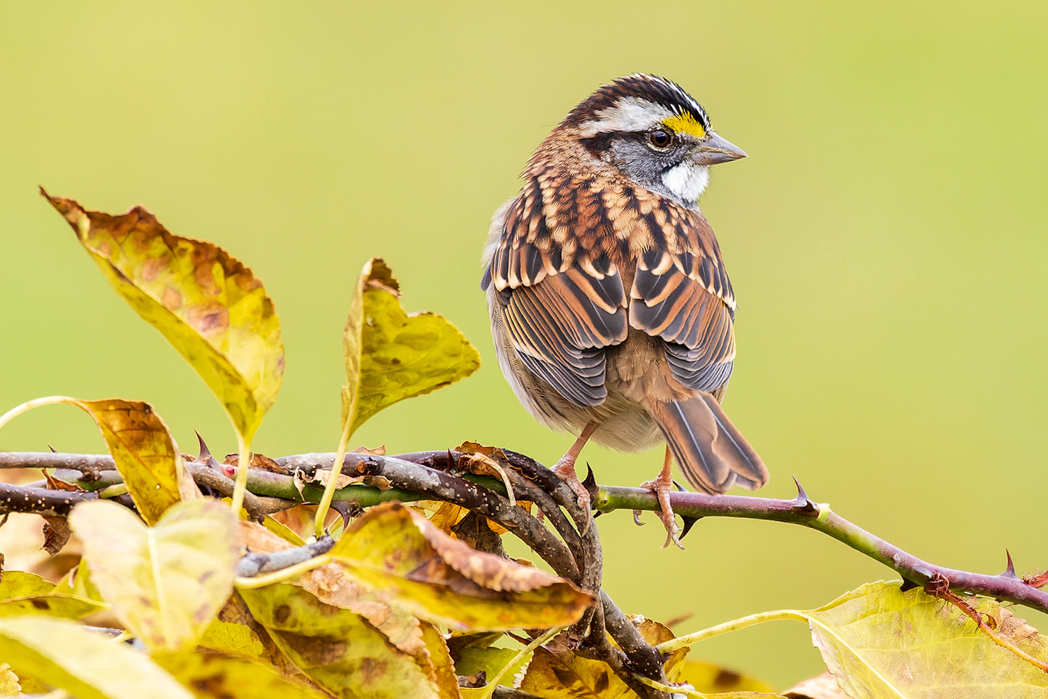Introduction to Bird Identification, Ecology & Habitats - 12 Week Online & Field Course