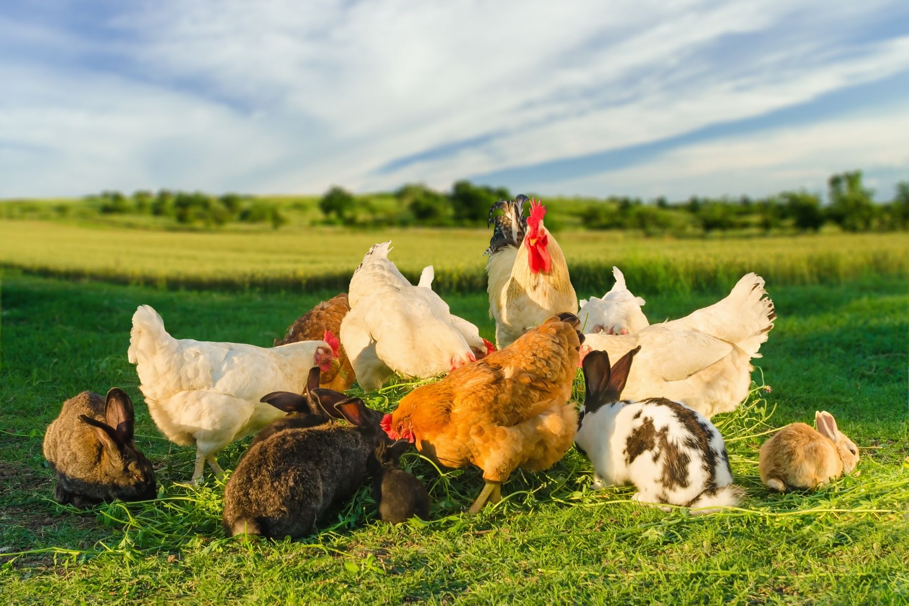 Food Safety for Poultry & Rabbit Producers March 2025