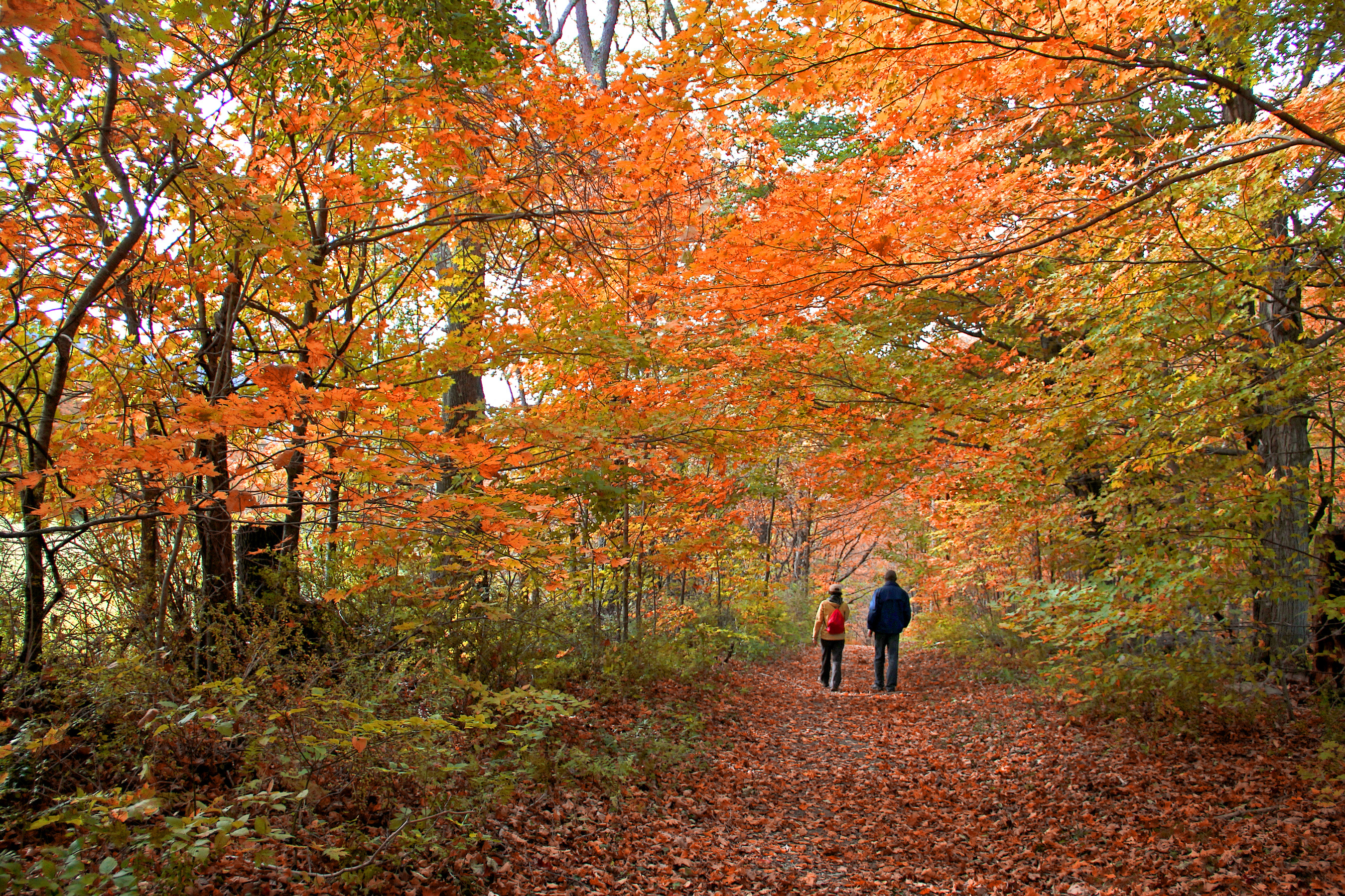 Merrimack County 4-H Fall Foliage Challenge