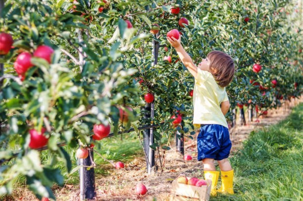 Hillsborough County 4-H Family Apple Tasting & Apple Picking Day