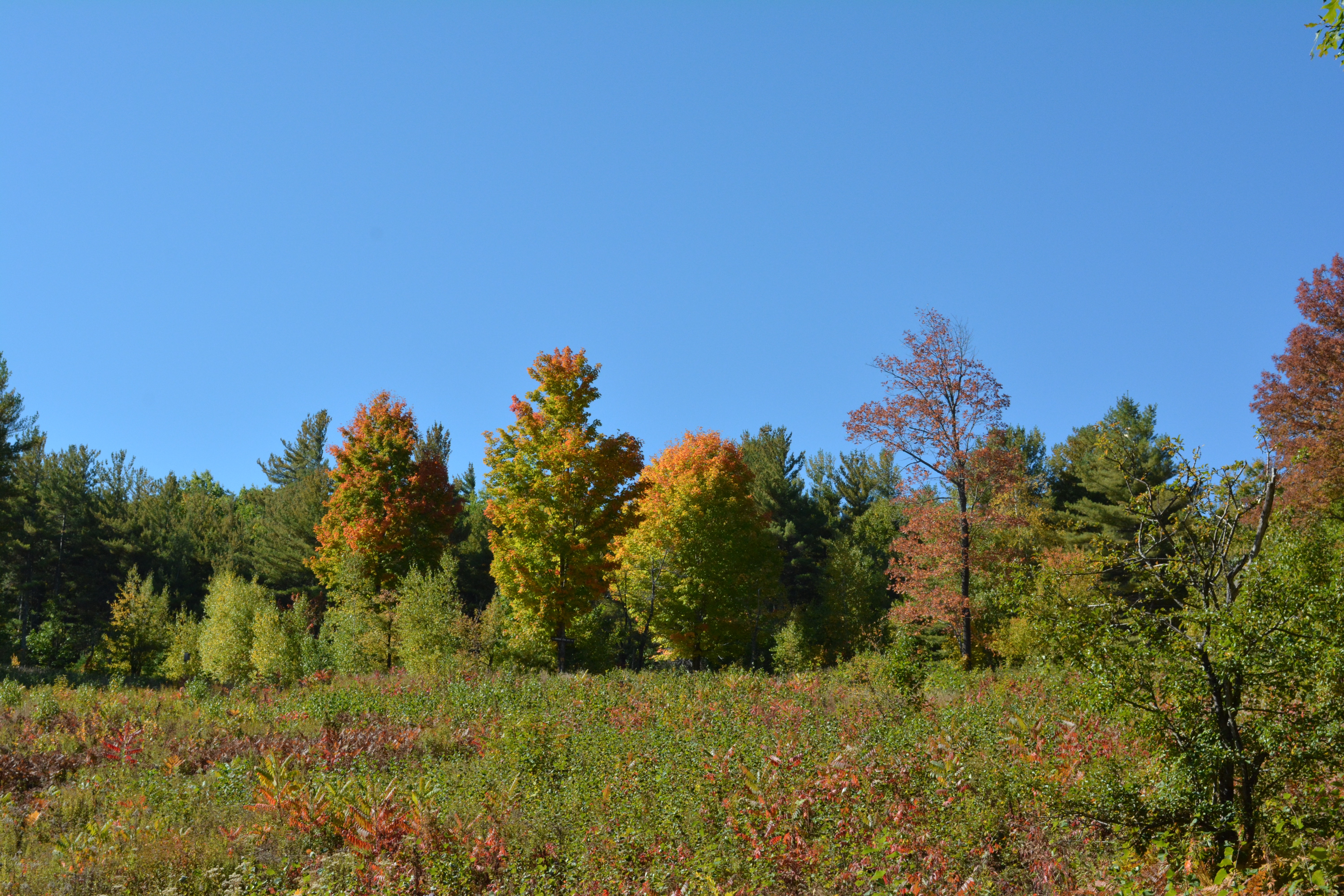 Identifying Trees & Shrubs and their Role as Wildlife Habitat, Peterborough NH