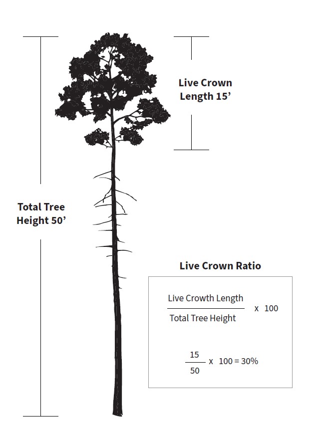 Image description: A silhouette of a tree with measurements and equation.  The equation to calculate the live crown ratio is live crown length divided by total tree height, multiplied by 100. For example, A tree with a total tree height of 50' and a live crown length of 15' has a 30% live crown ratio.