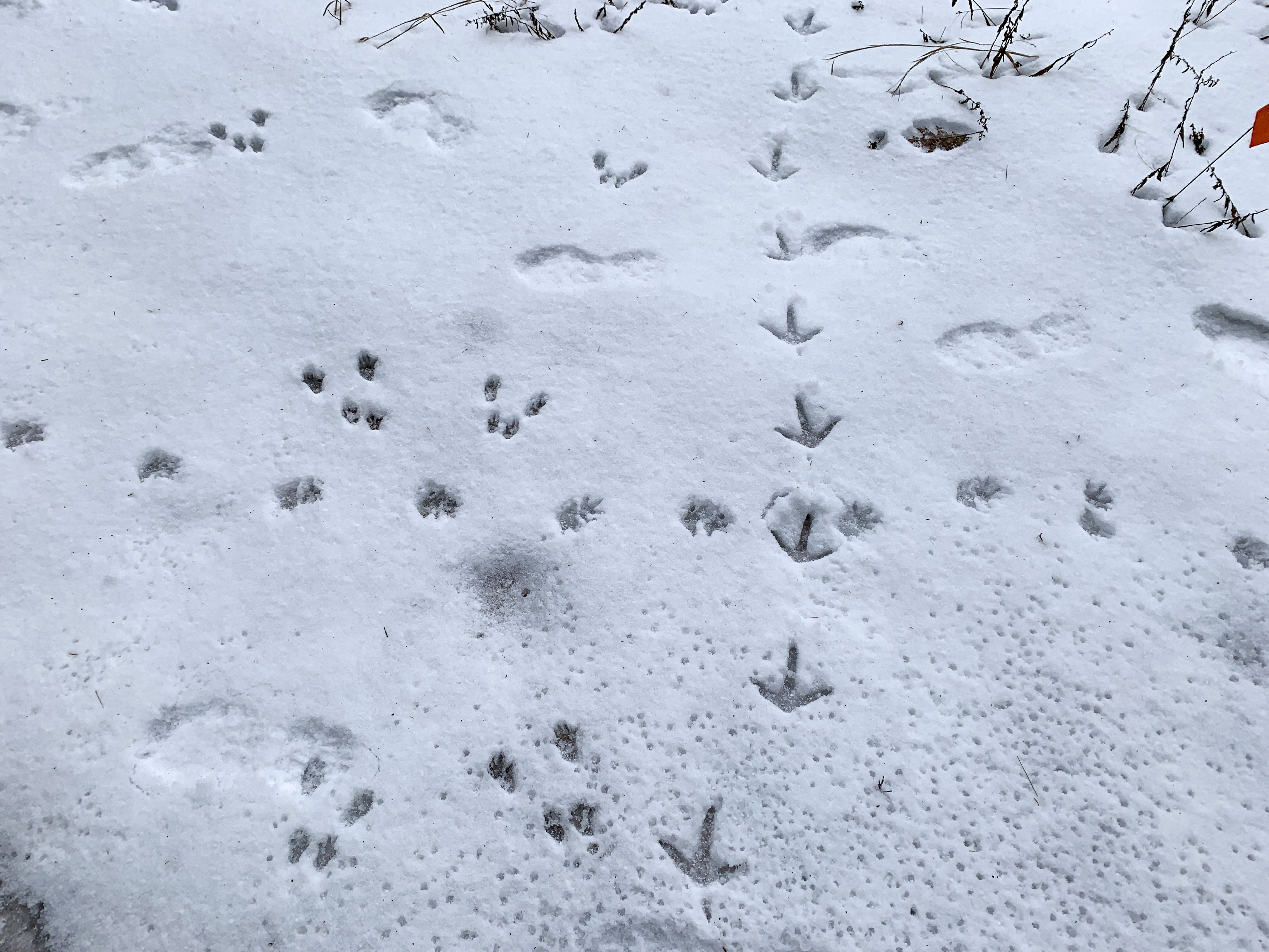 Winter Wildlife Tracking Workshop (Bethlehem)