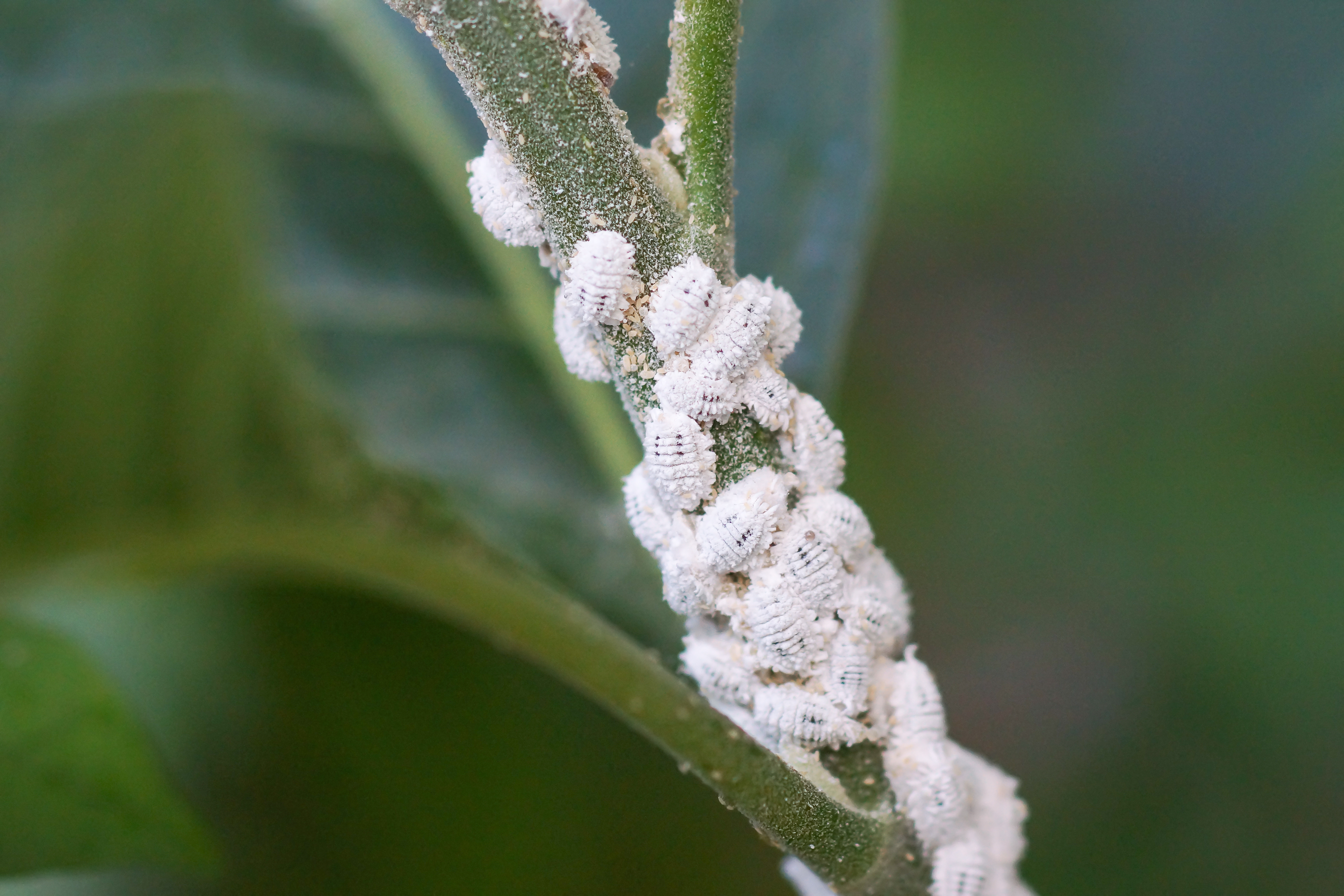 Mealybug 