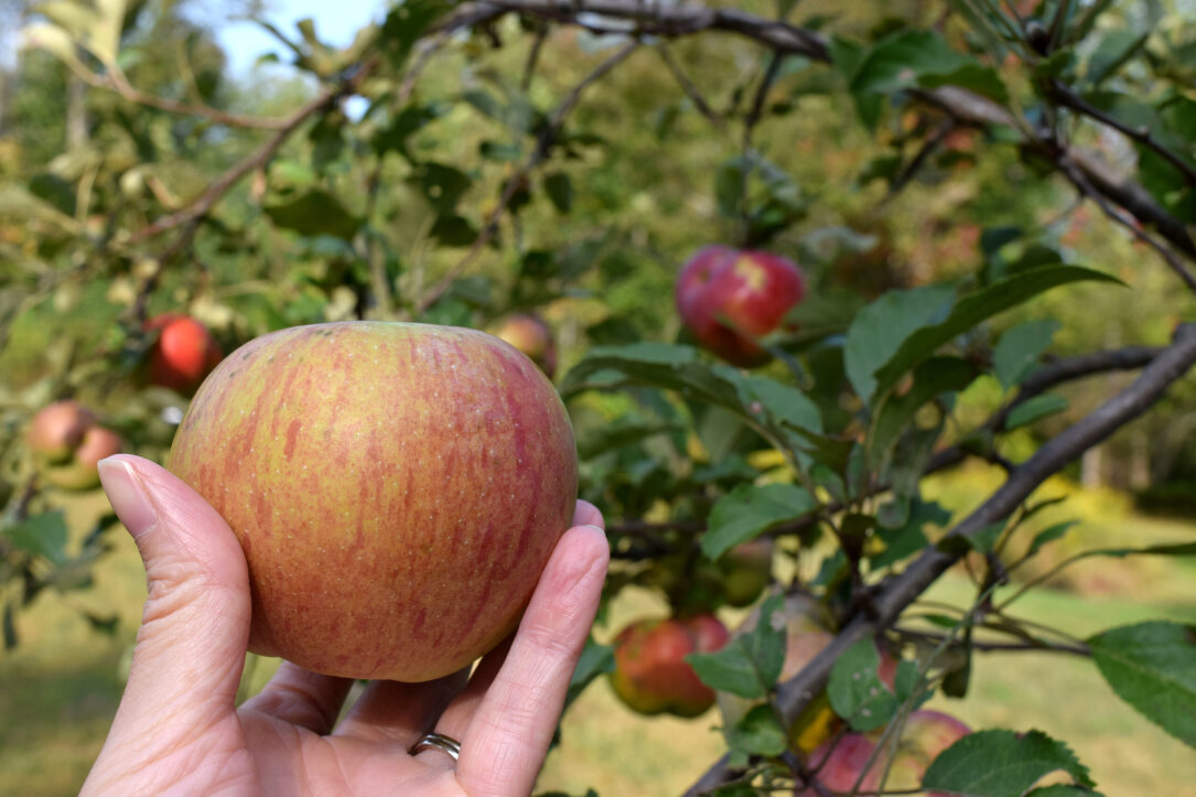 Apple Pruning Demonstration in Tamworth
