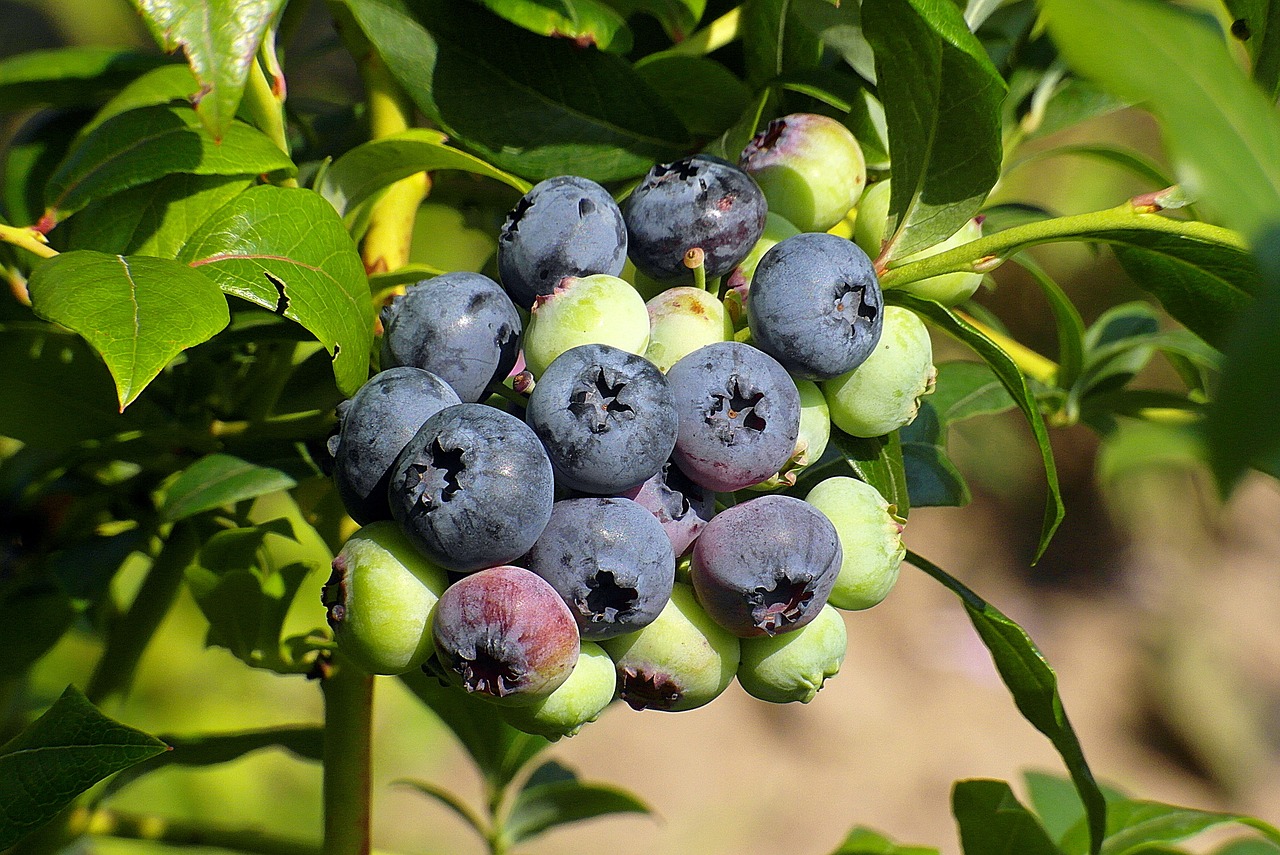 Growing Small Fruits and Berries