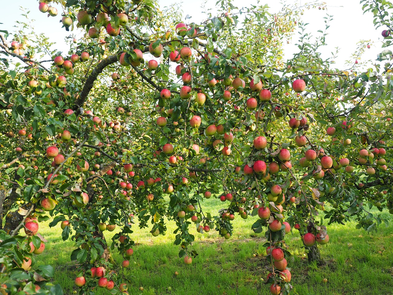 Apple Pruning Demonstration in Whitefield