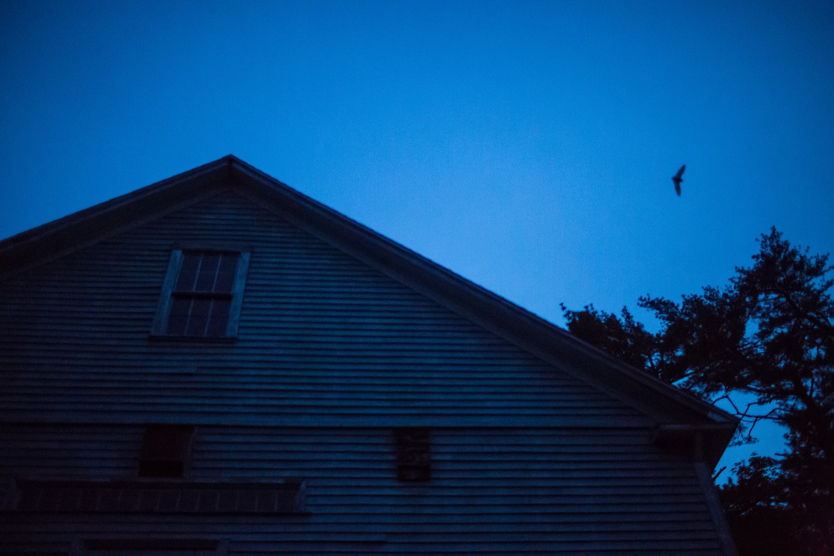 NH Bat Counts Training