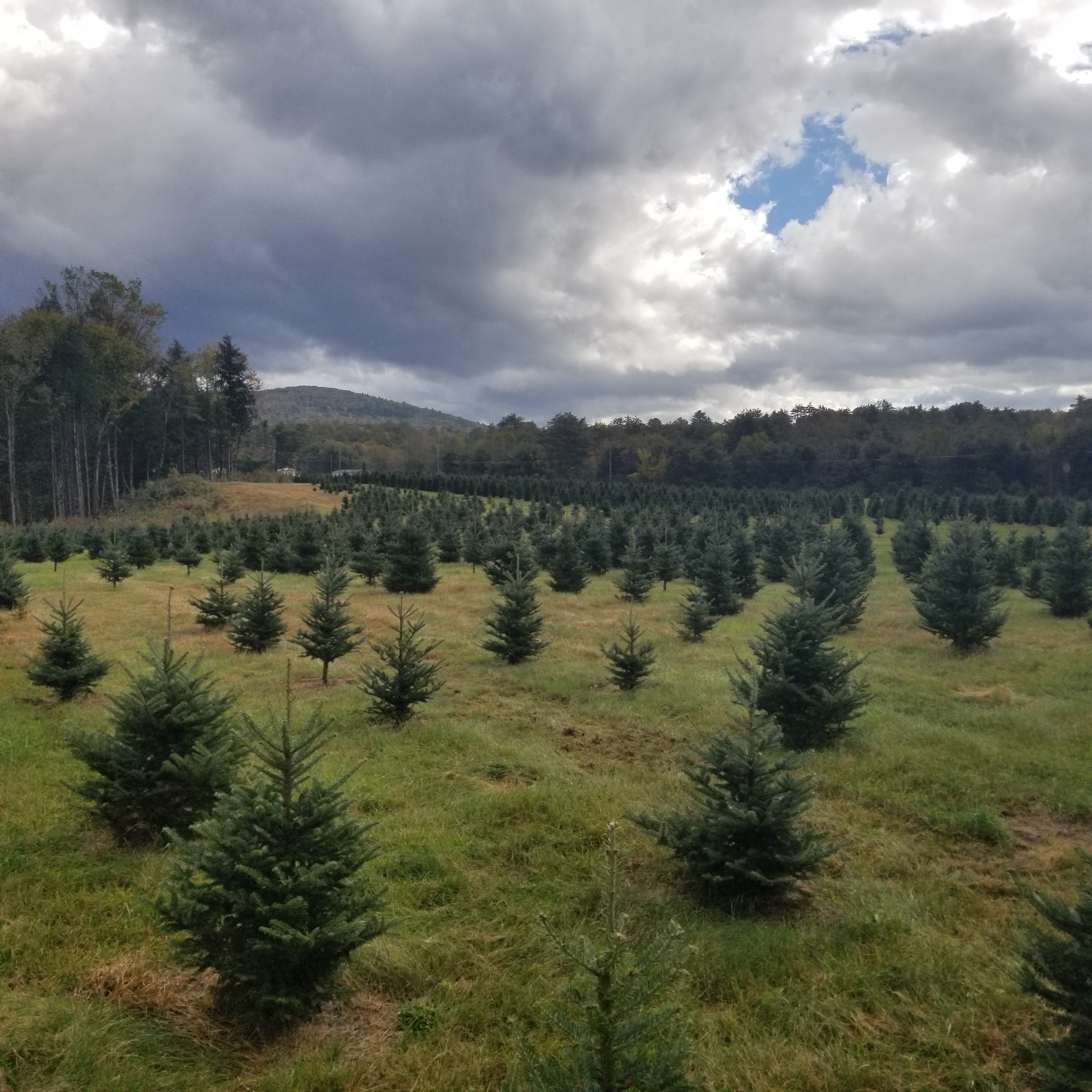 The Business of Growing Christmas Trees [July workshop]