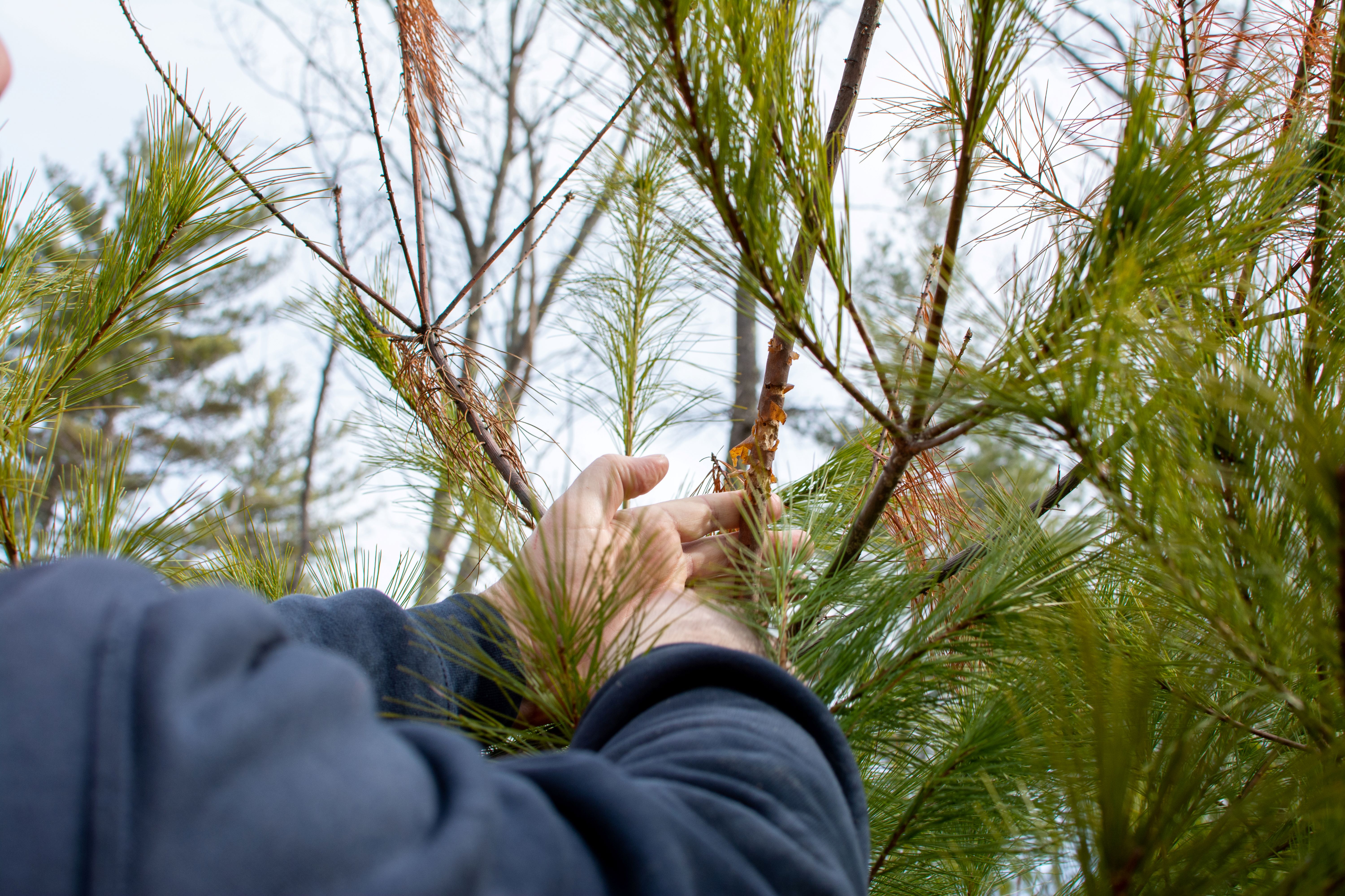 New Hampshire & Vermont Forest Health: Hands on with Today’s Insects, Diseases & Pathogens