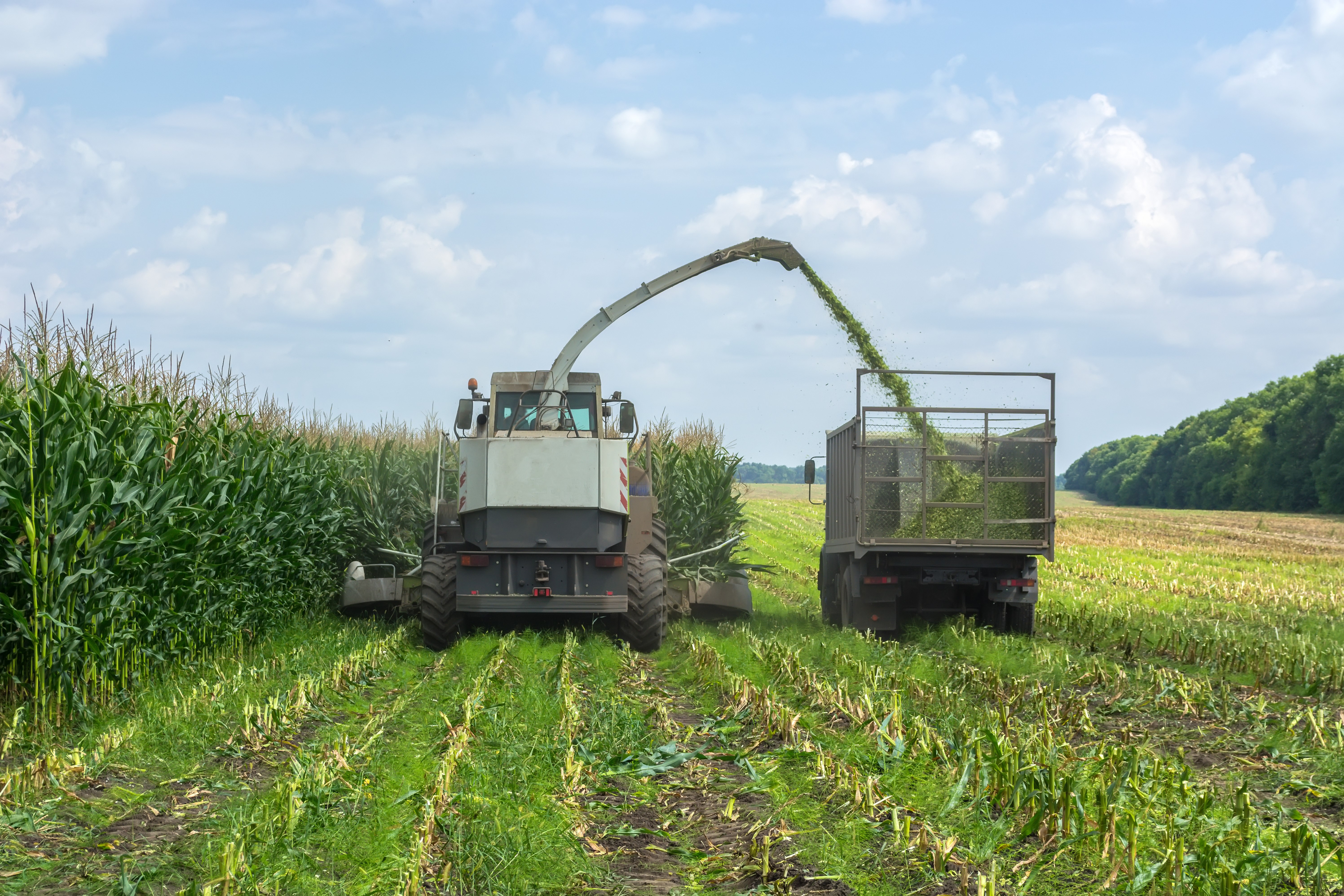 Corn and Forage Meeting