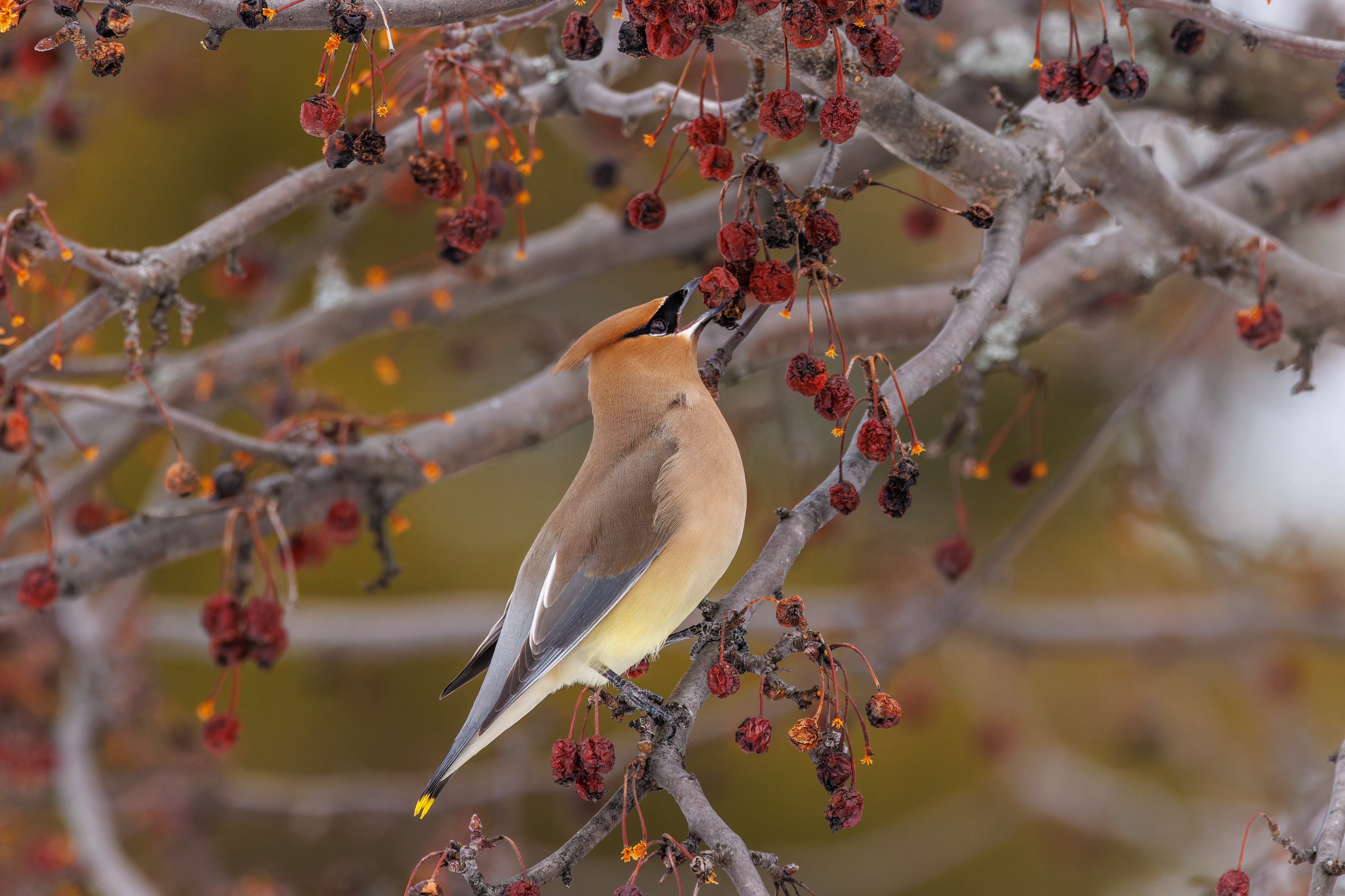 Using Winter Woody Plant Identification to Help Enhance Wildlife Habitat