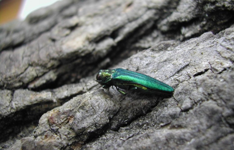 Invasive Insects and Pathogens and Their Impacts to New England Forests [Part of the Sense of Place Workshop Series]