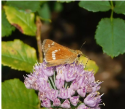 Identifying New Hampshire’s Grassland Butterflies