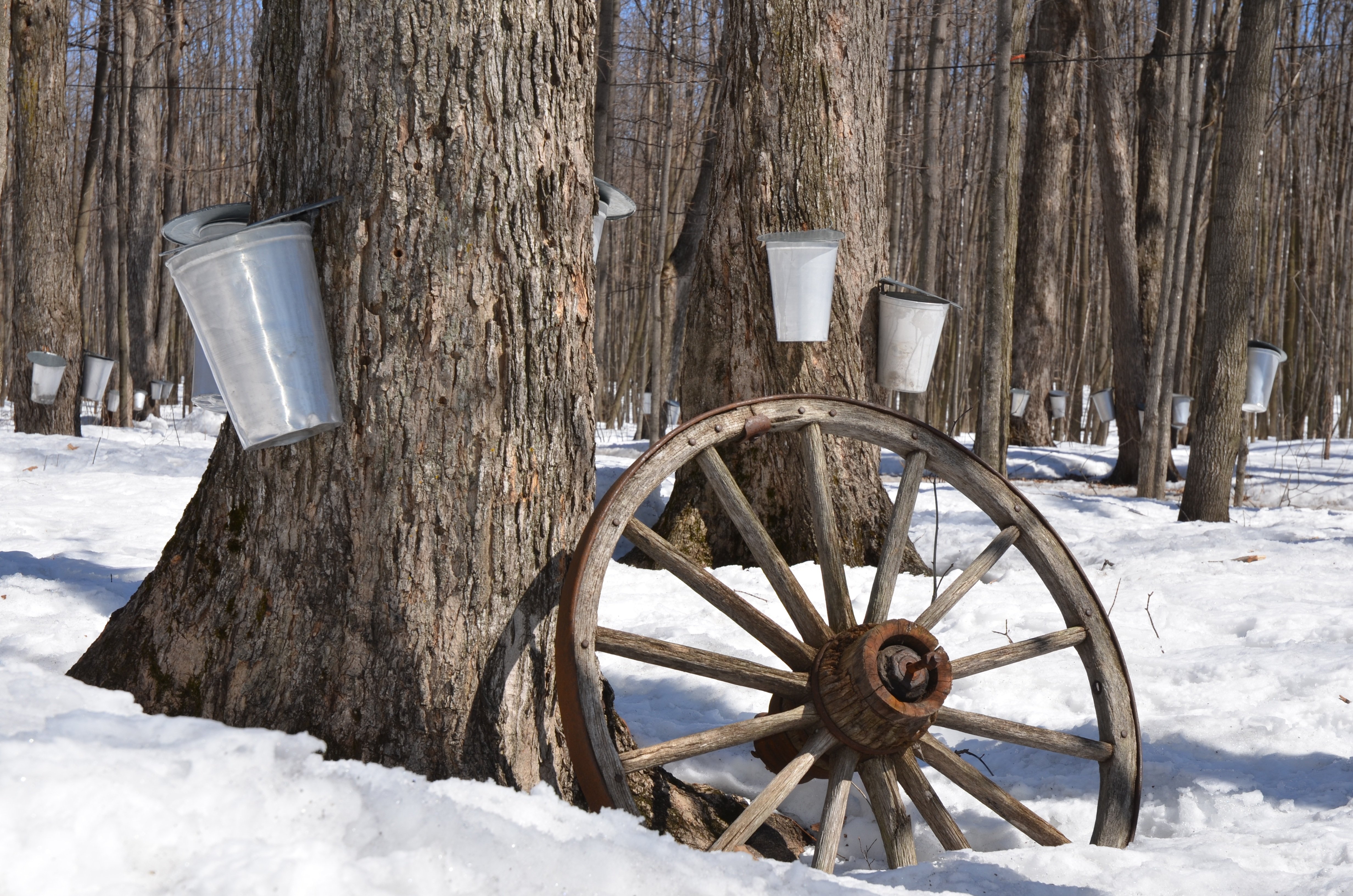  Maple Sugar Bush Management