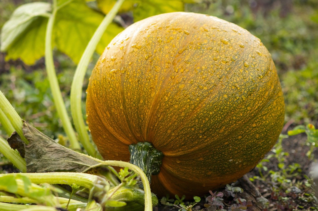 Beginning Gardener Series: Gardens in the Fall: Season Extension and Fall Planting 